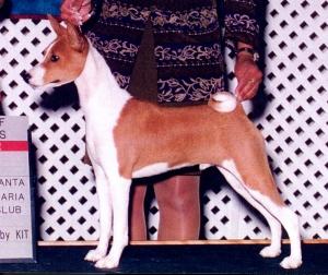 Am/Aust CH Jasari-Sukari HR Pup �n Stuff